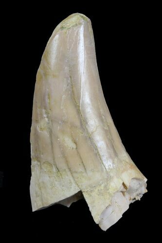 Fossil Sea Lion (Allodesmus) Tooth - Bakersfield, CA #62160
